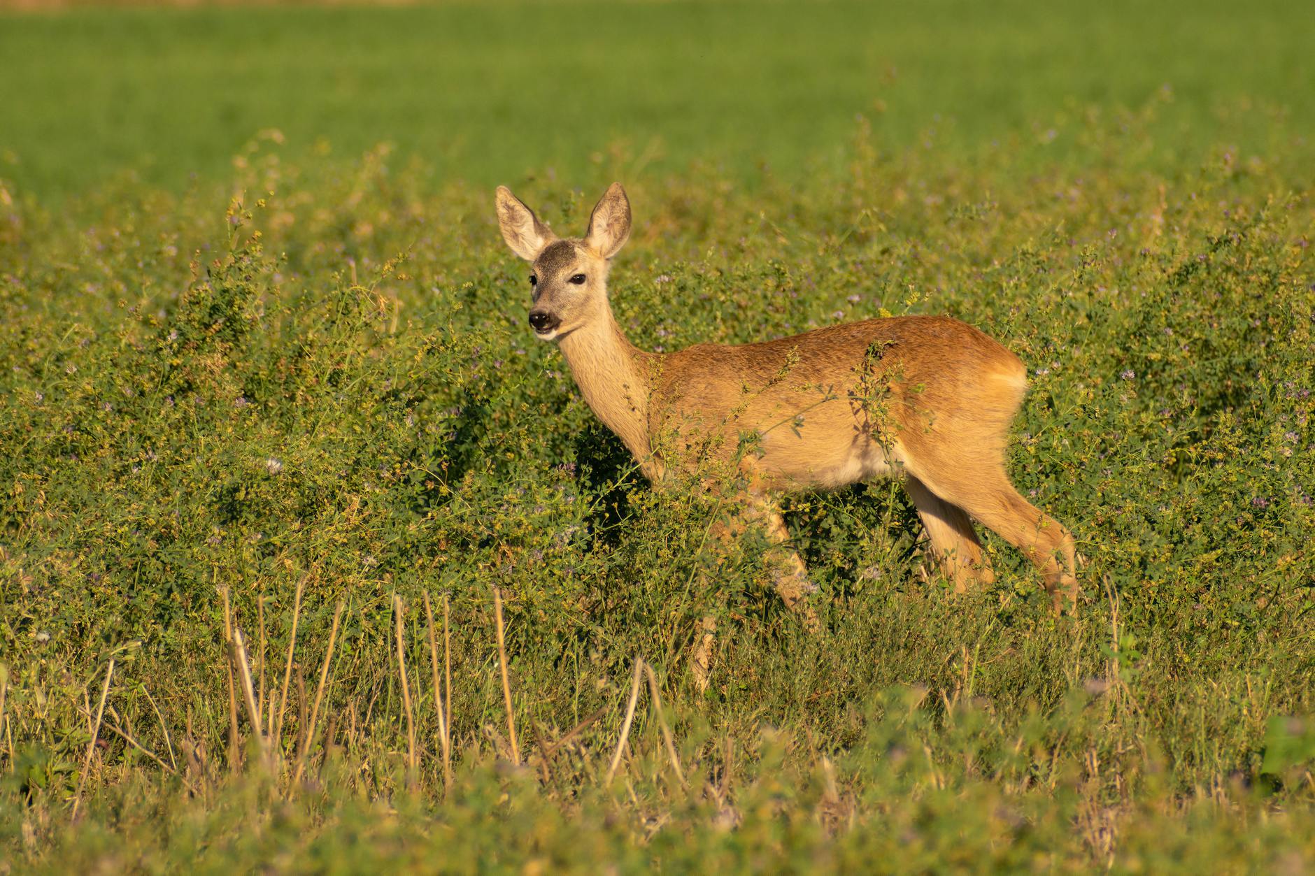 kt 해외 로밍 신청